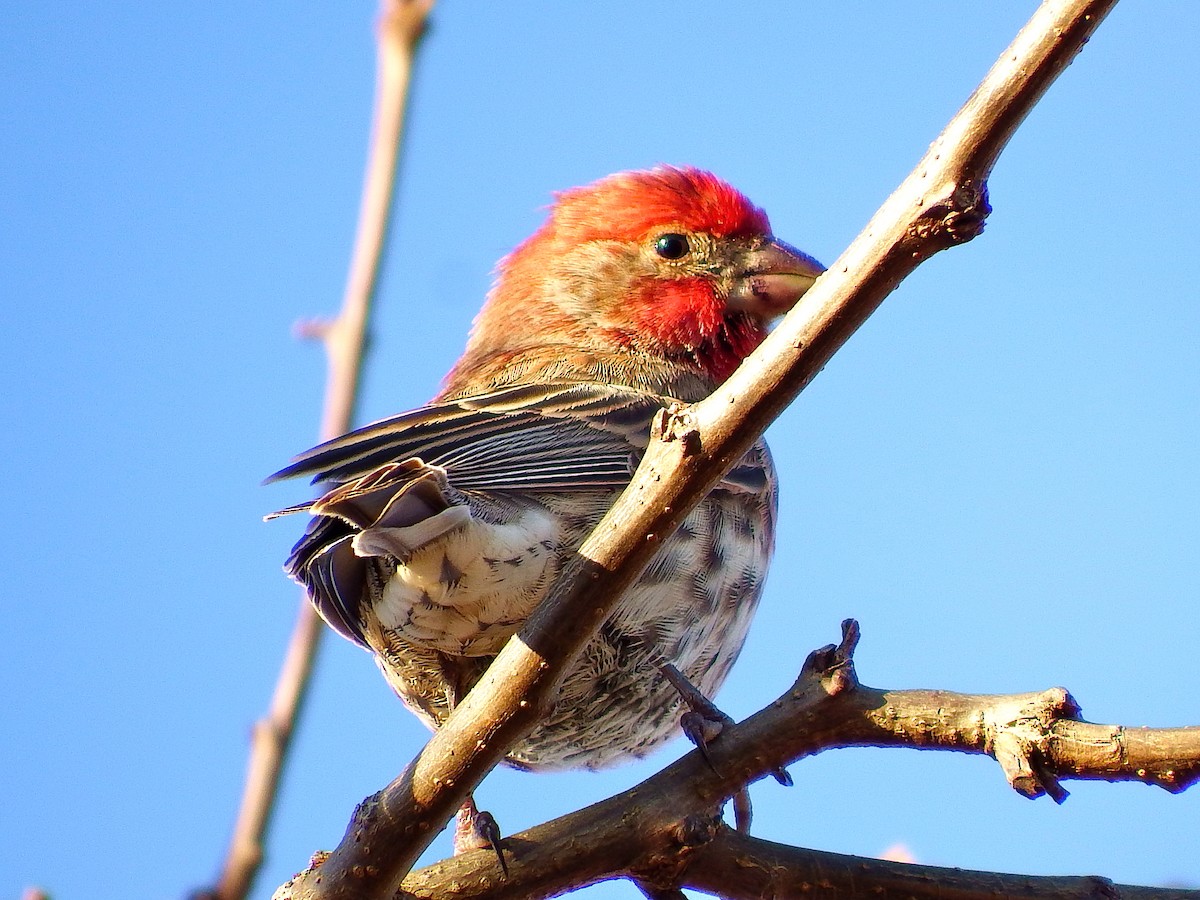 House Finch - ML75816681