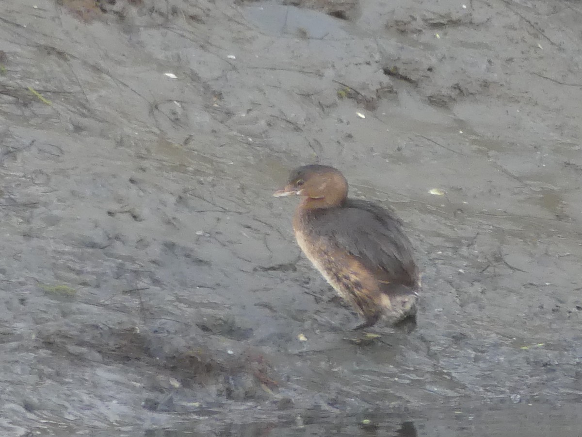 Pied-billed Grebe - ML75817171