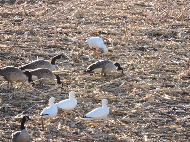 Ross's Goose - Dawn Hewitt