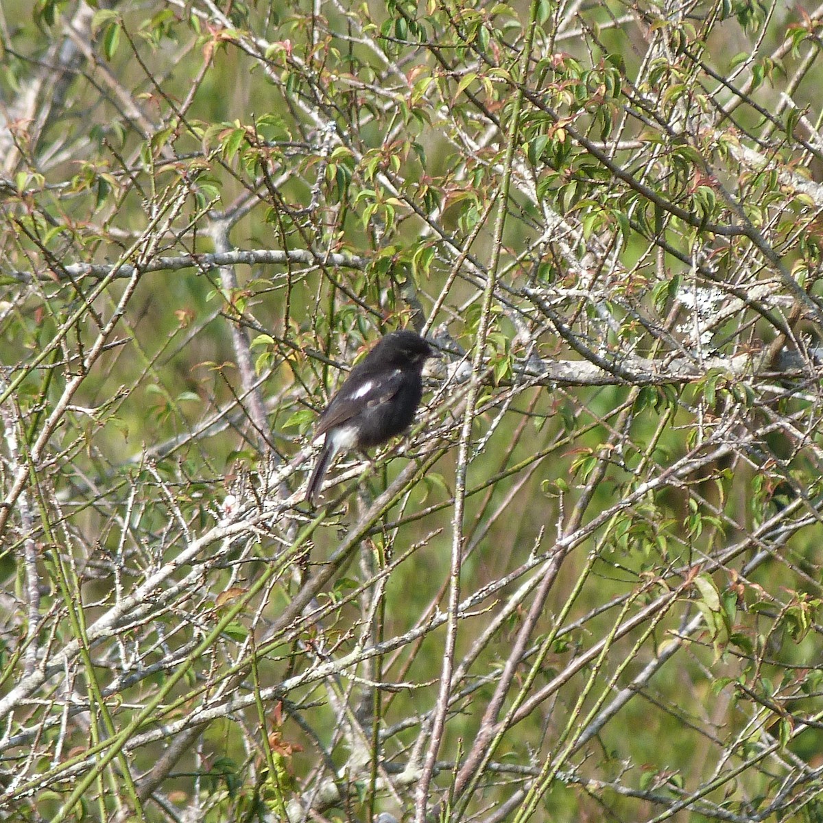 Pied Bushchat - Doug Kibbe