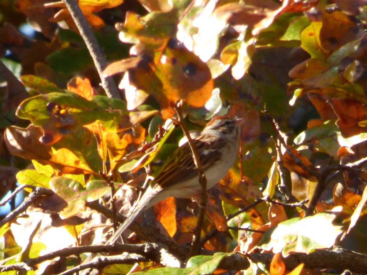 Chipping Sparrow - ML75819811