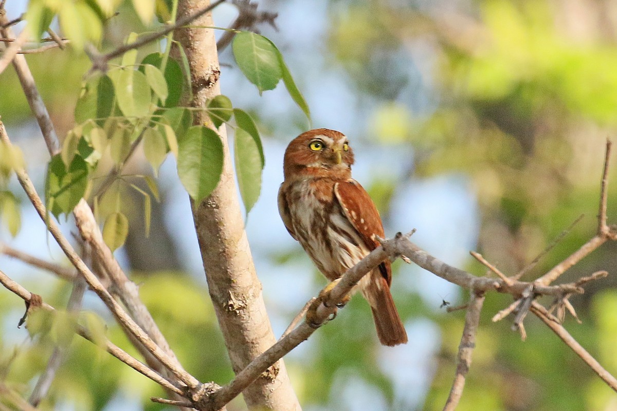 Ferruginous Pygmy-Owl - David Lang