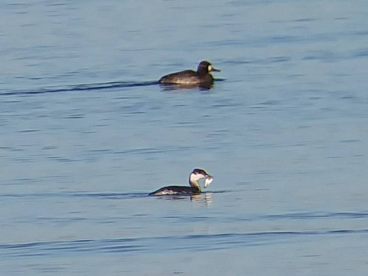 Lesser Scaup - ML75821511