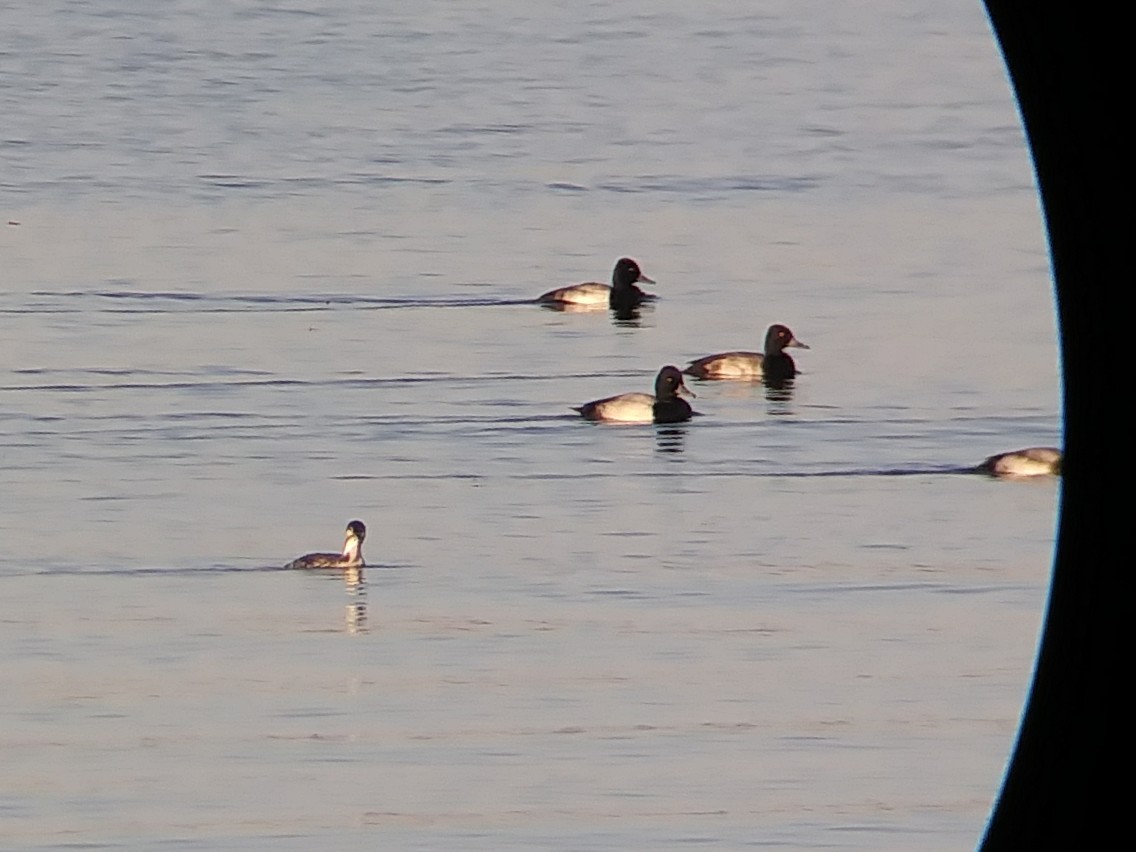 Lesser Scaup - ML75821521