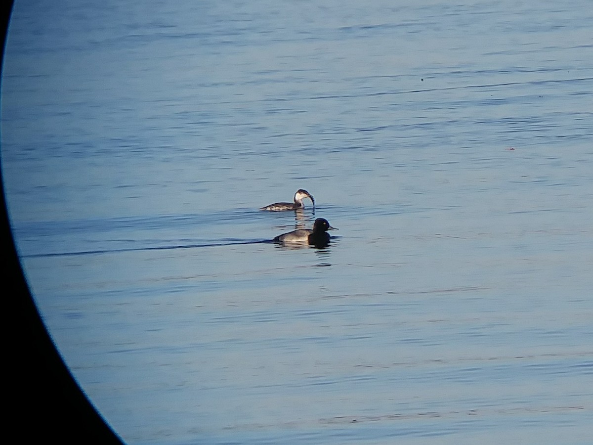 Lesser Scaup - ML75821531
