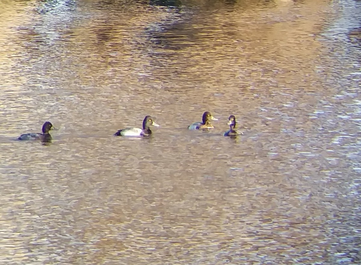 Lesser Scaup - ML75821541