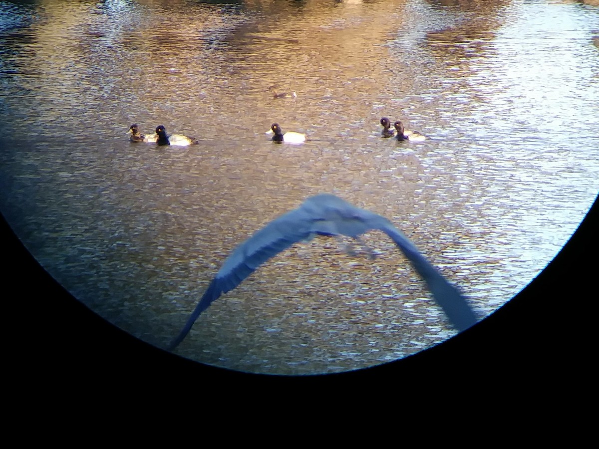 Lesser Scaup - ML75821551