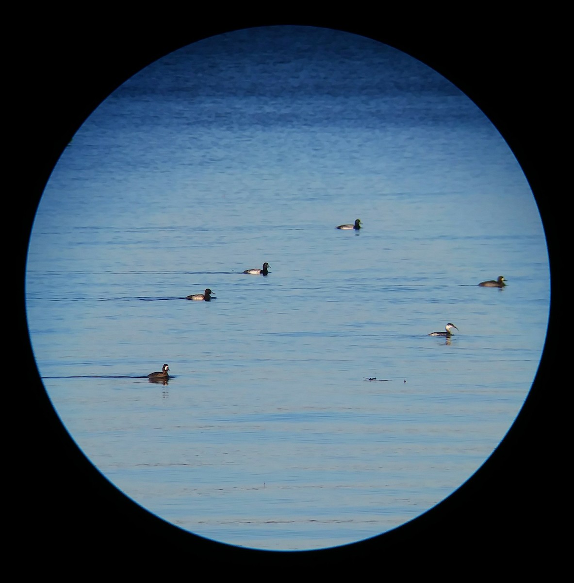 Lesser Scaup - ML75821561