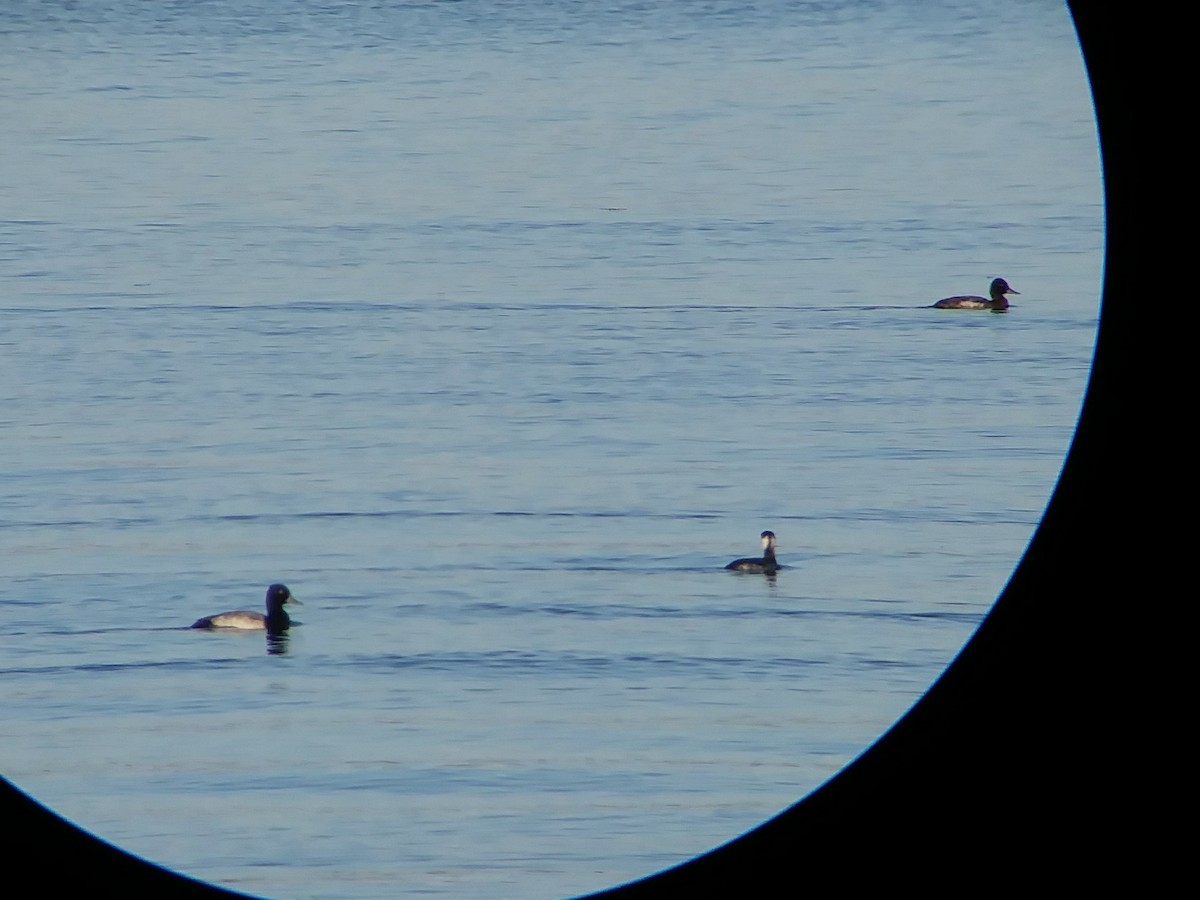 Lesser Scaup - ML75821571