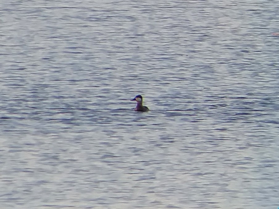 Ruddy Duck - ML75821601