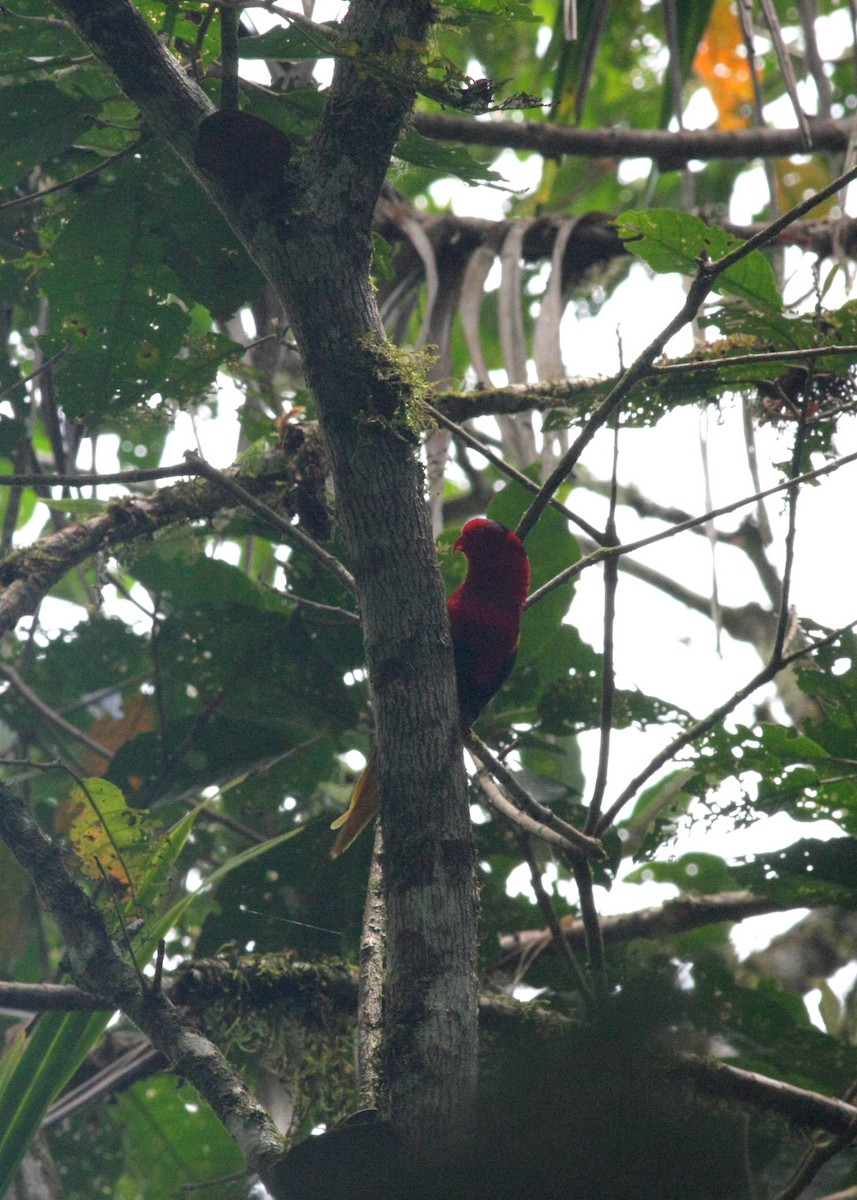 West Papuan Lorikeet - ML75822341