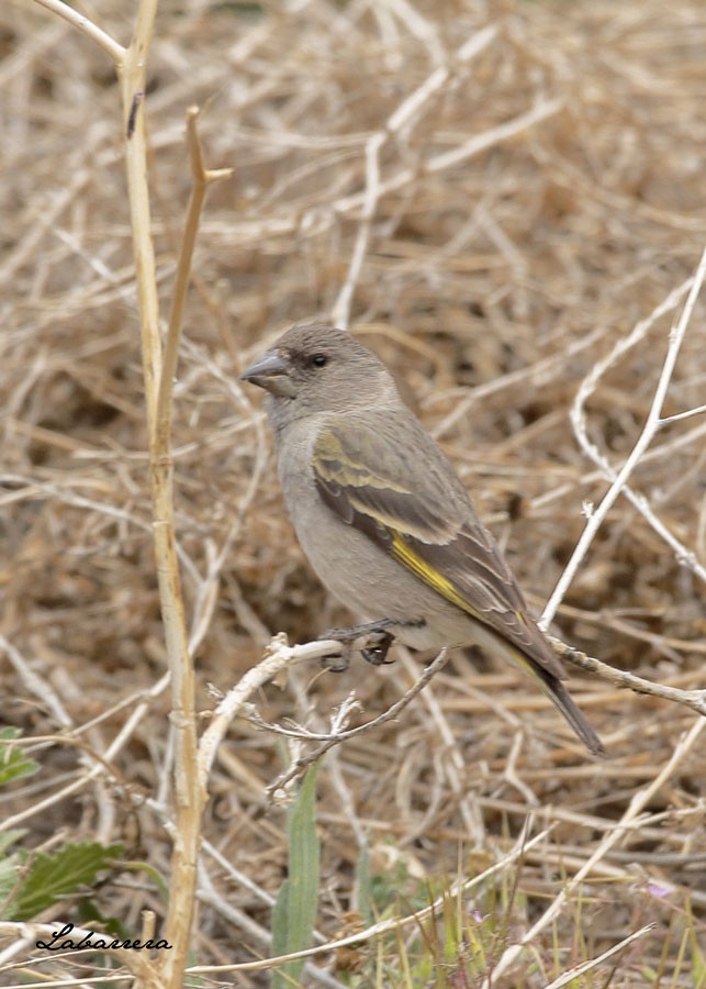 Thick-billed Siskin - ML75822391