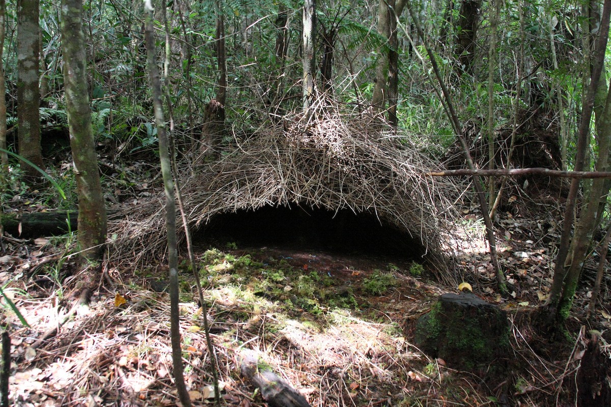 Vogelkop Bowerbird - Leighton Reid