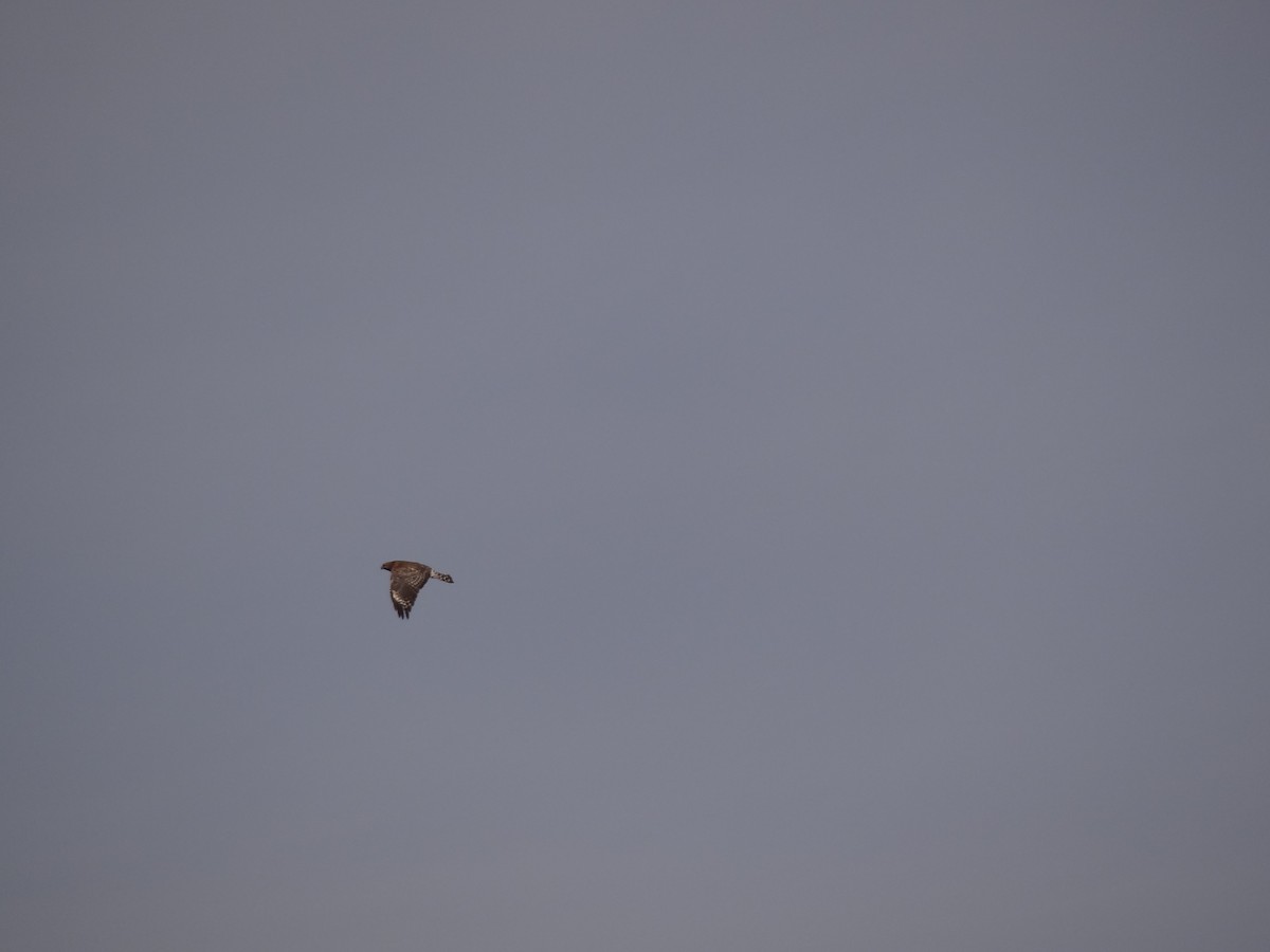 Red-shouldered Hawk - ML75825731