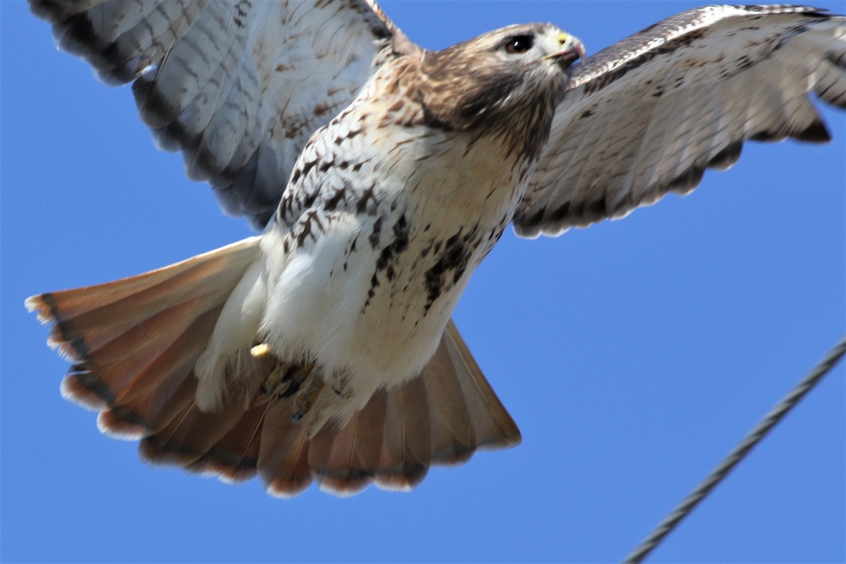 Red-tailed Hawk - ML75826011