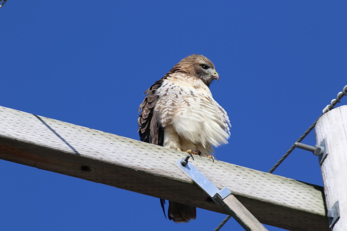 Red-tailed Hawk - ML75826021