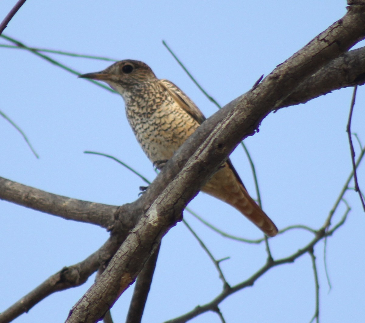 Rufous-tailed Rock-Thrush - ML75826301