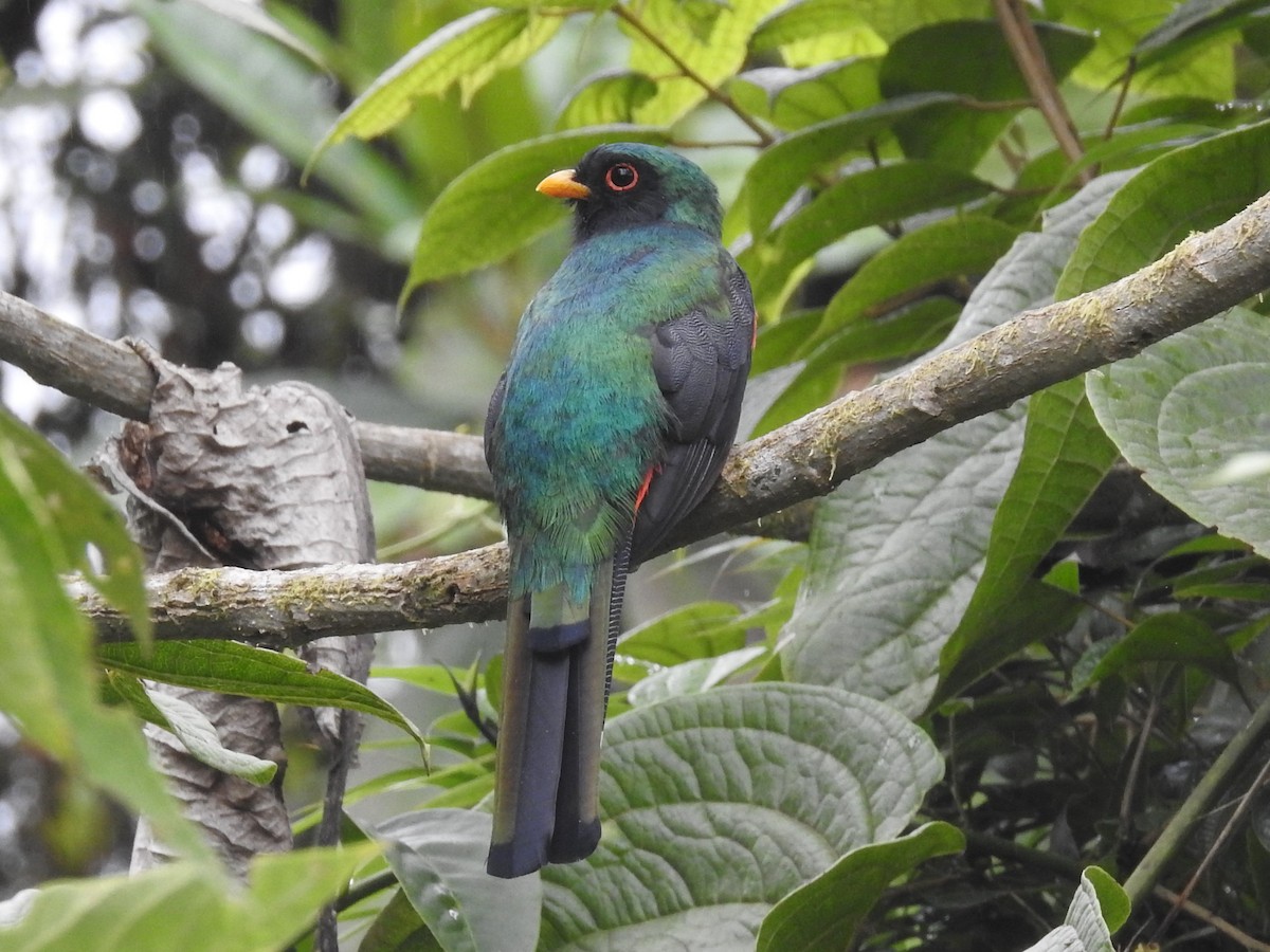 Masked Trogon - Daniel Aldana | Ornis Birding Expeditions