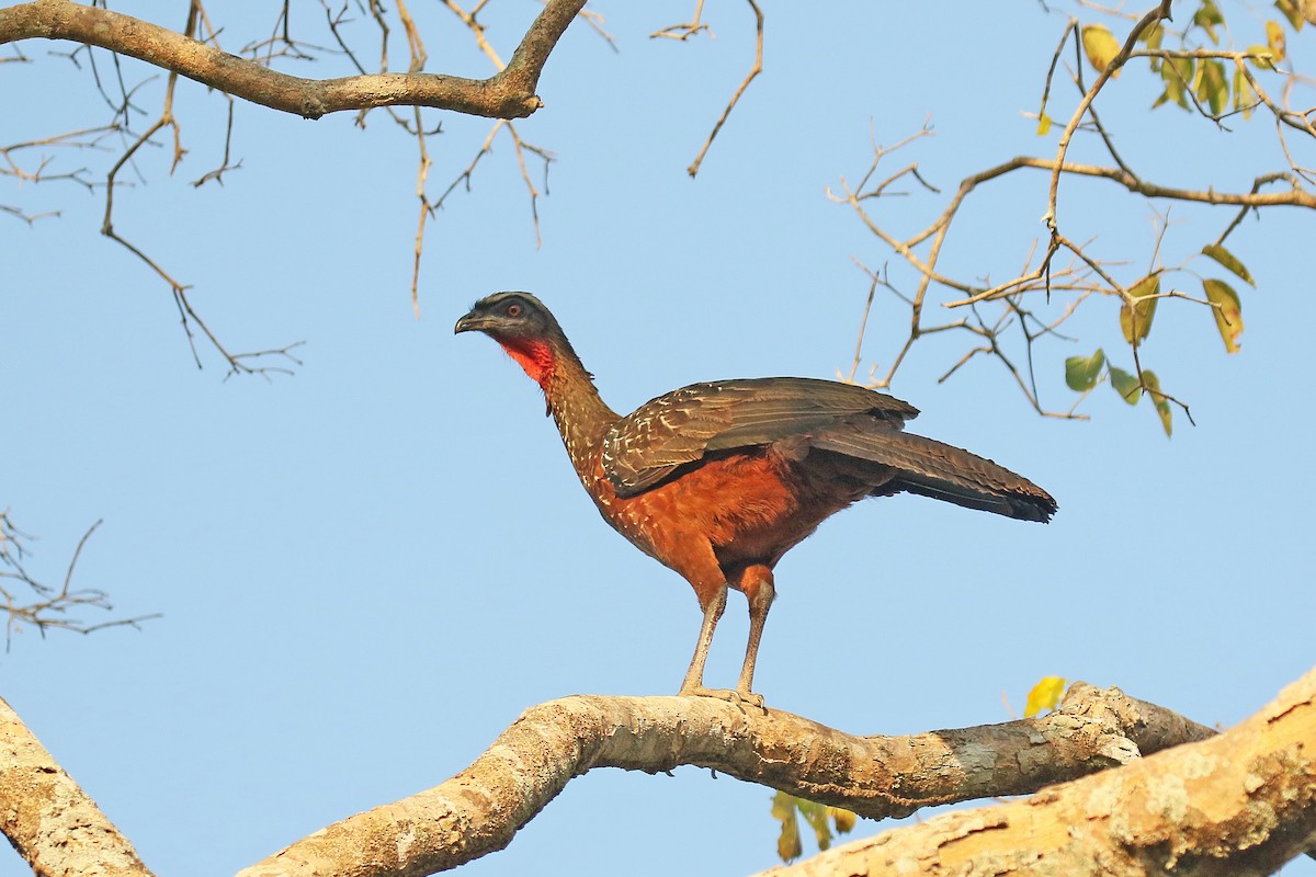 Chestnut-bellied Guan - David Lang