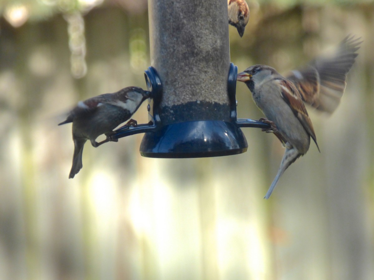 House Sparrow - ML75828021