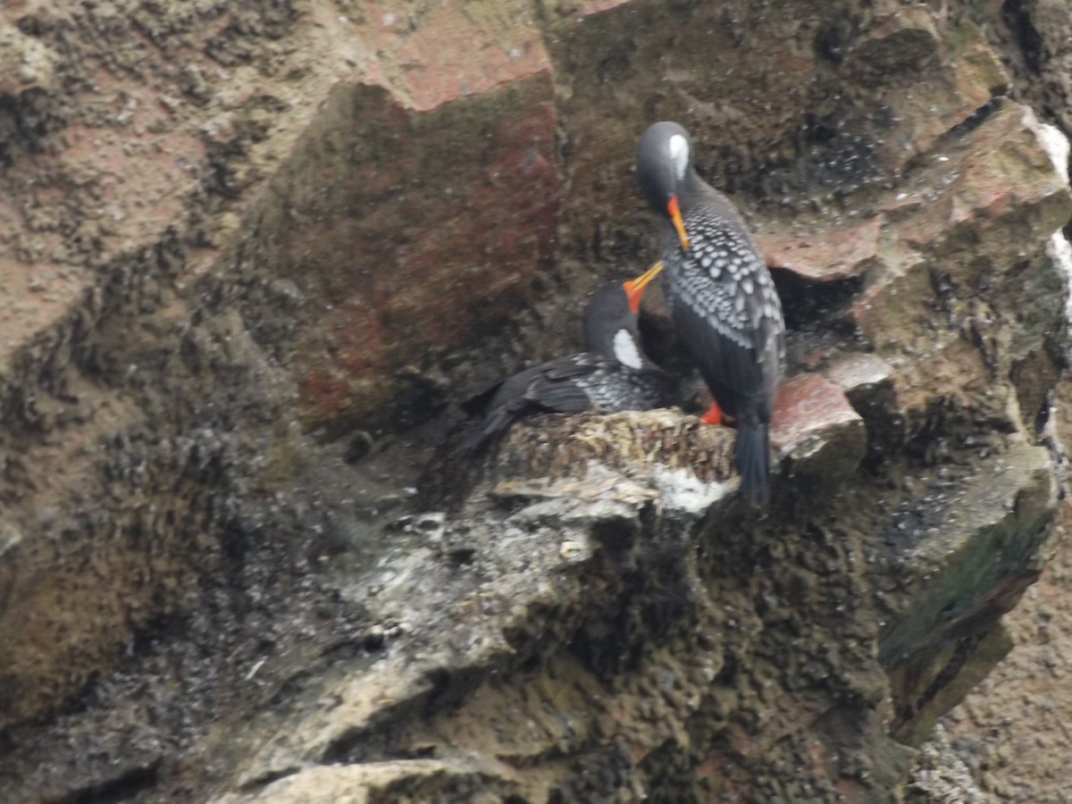 Red-legged Cormorant - Adela Indriago