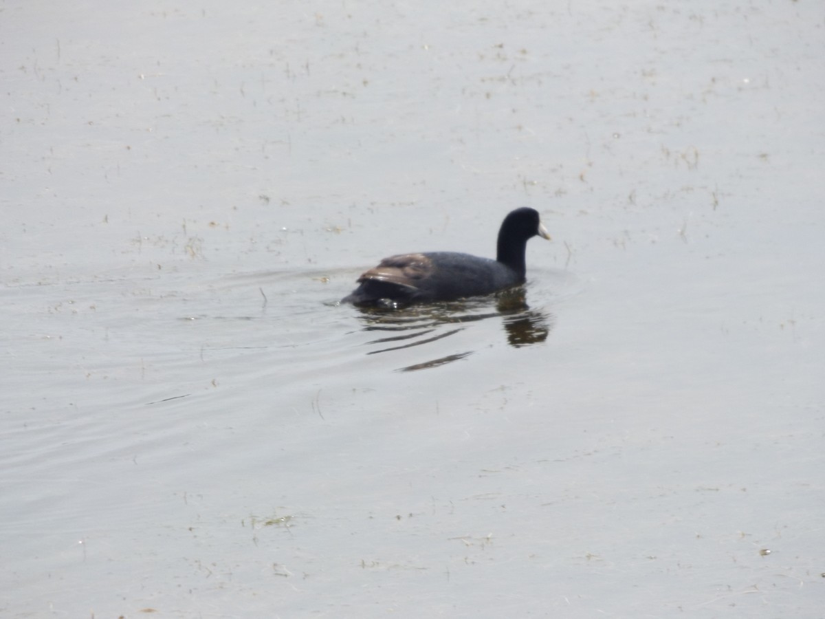 Slate-colored Coot - ML75830431