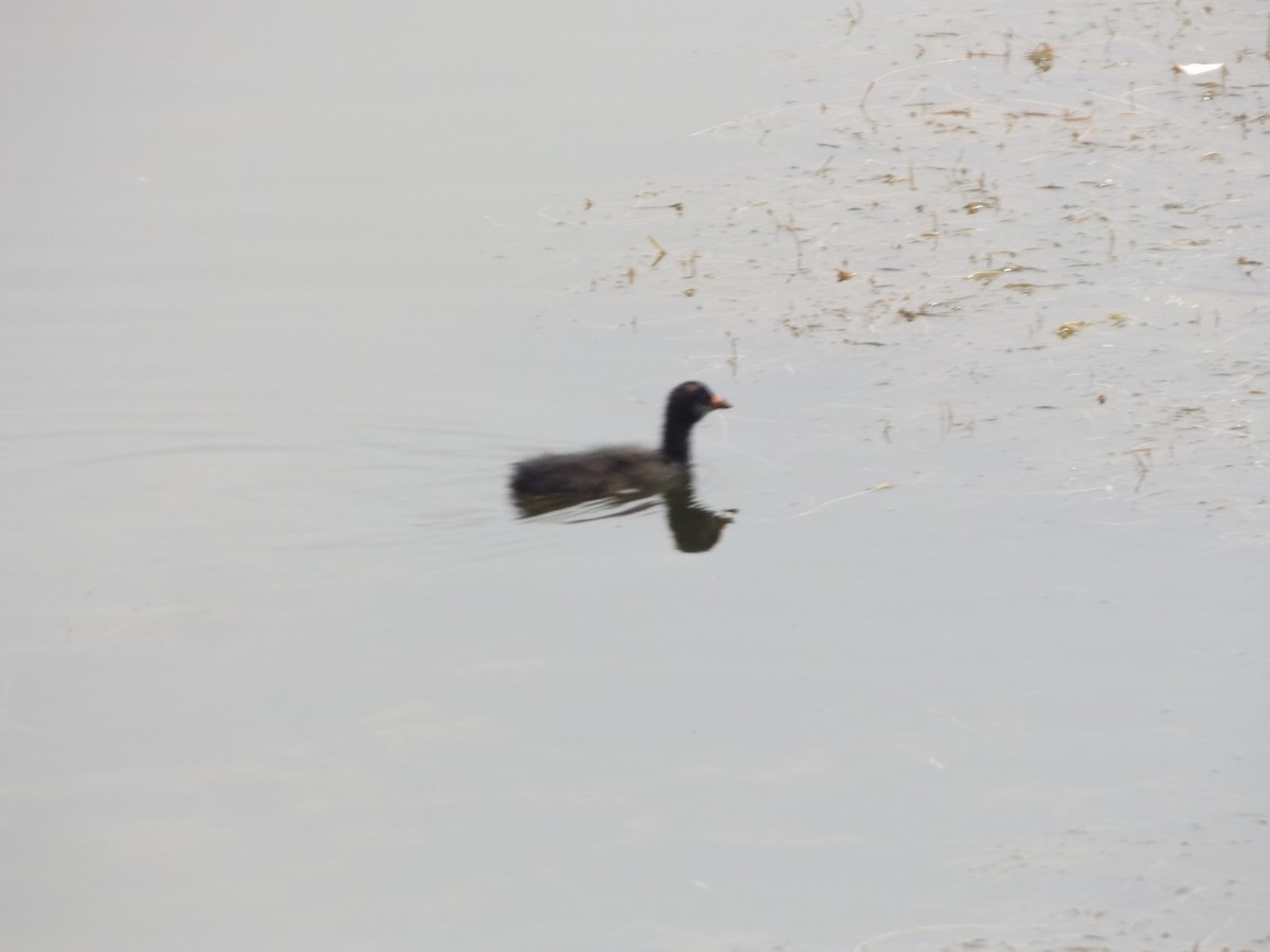 Common Gallinule - Adela Indriago