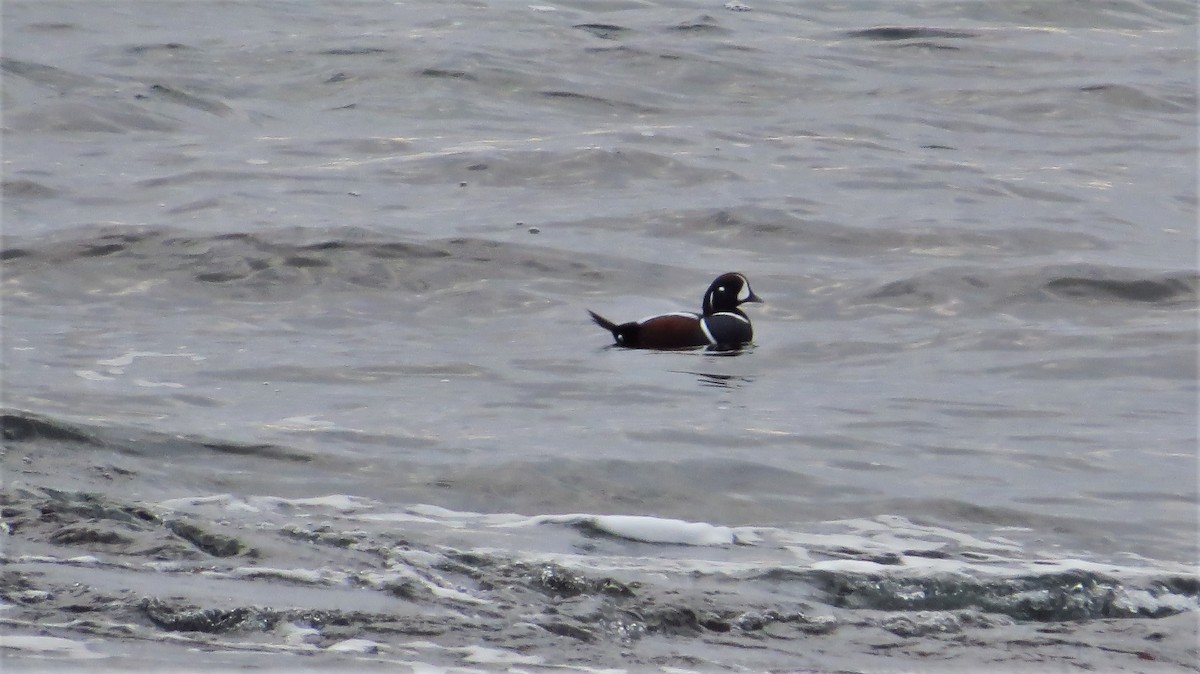 Хотгуужин чөрх - ML75830631