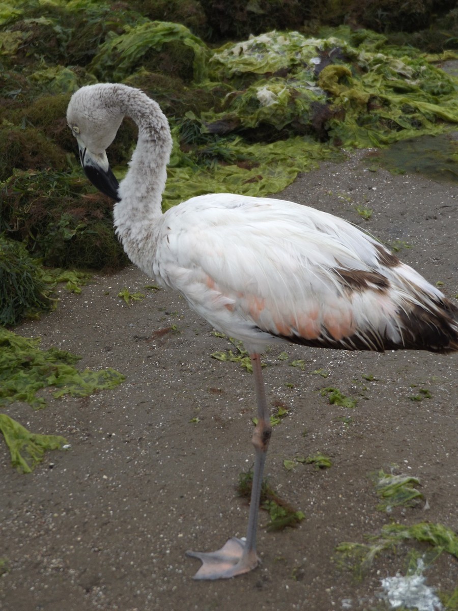 Chilean Flamingo - Adela Indriago
