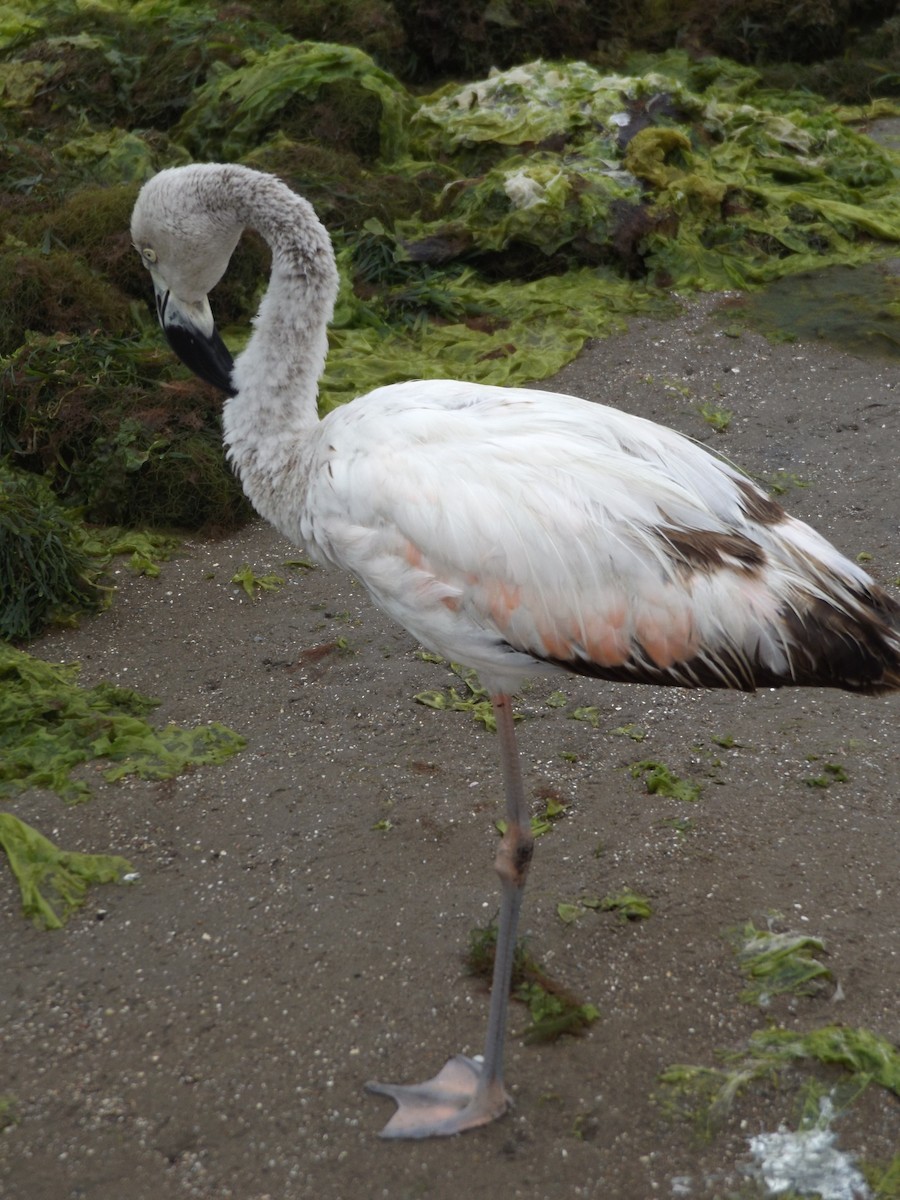 Chilean Flamingo - ML75831401