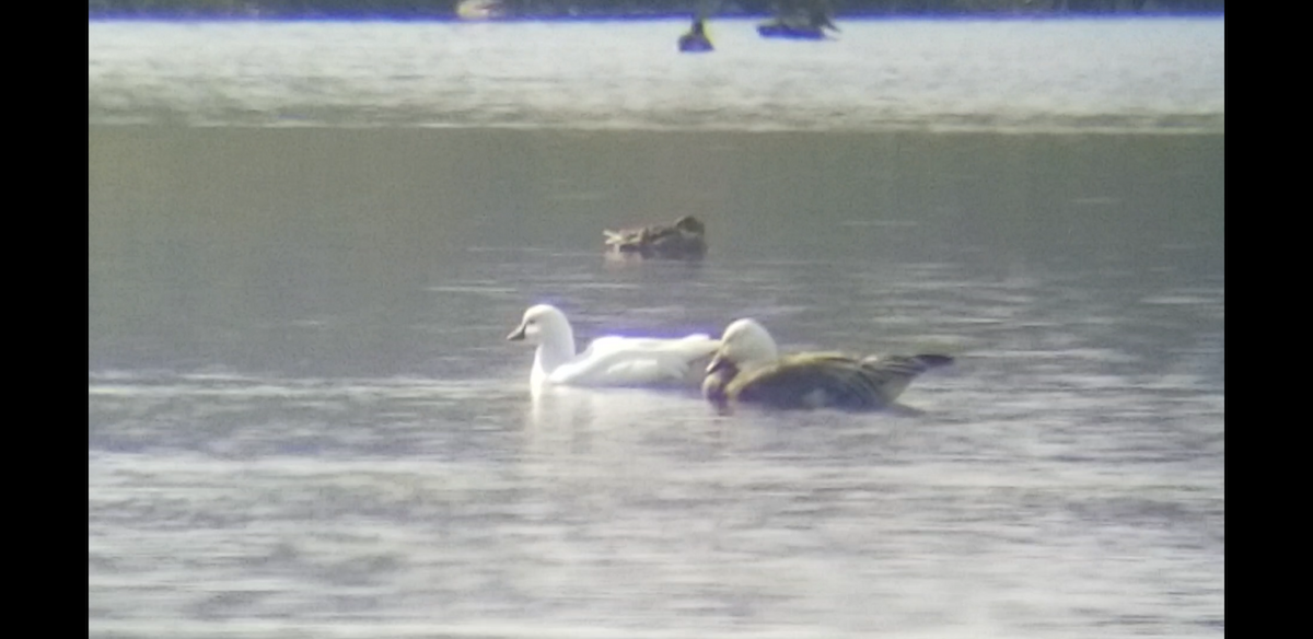 Ross's Goose - Jeffrey Harris