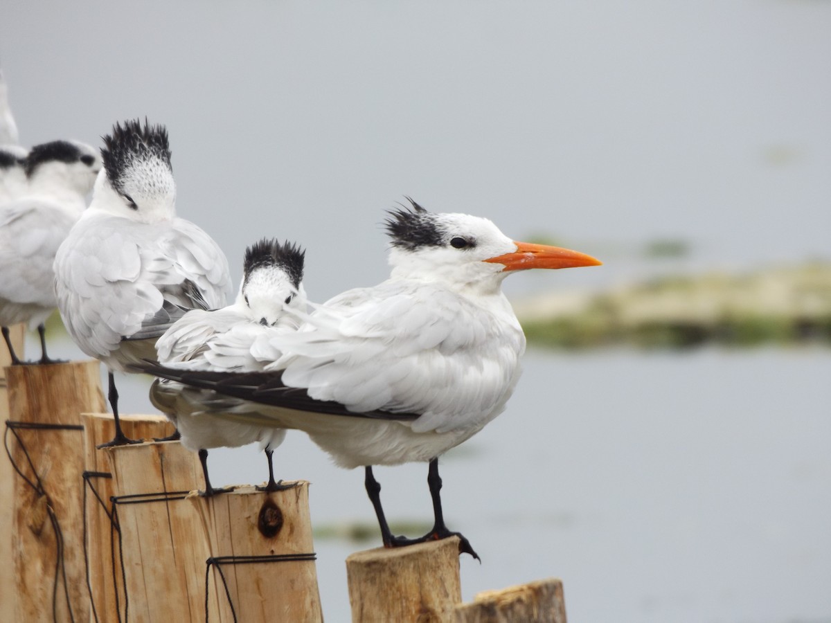 Royal Tern - ML75831471