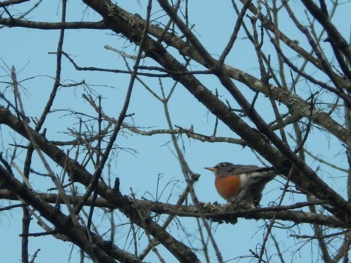 American Robin - ML75831671