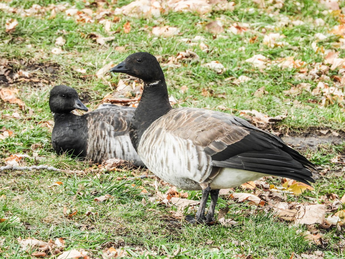 Brant - ML75832781