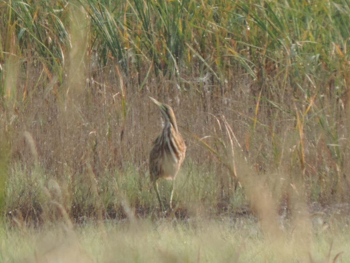 American Bittern - ML75833201