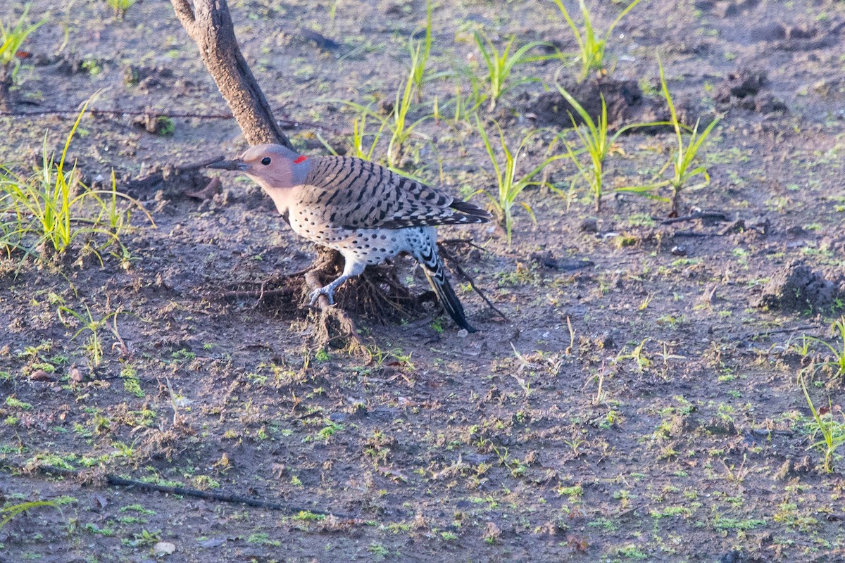 Northern Flicker - ML75833291