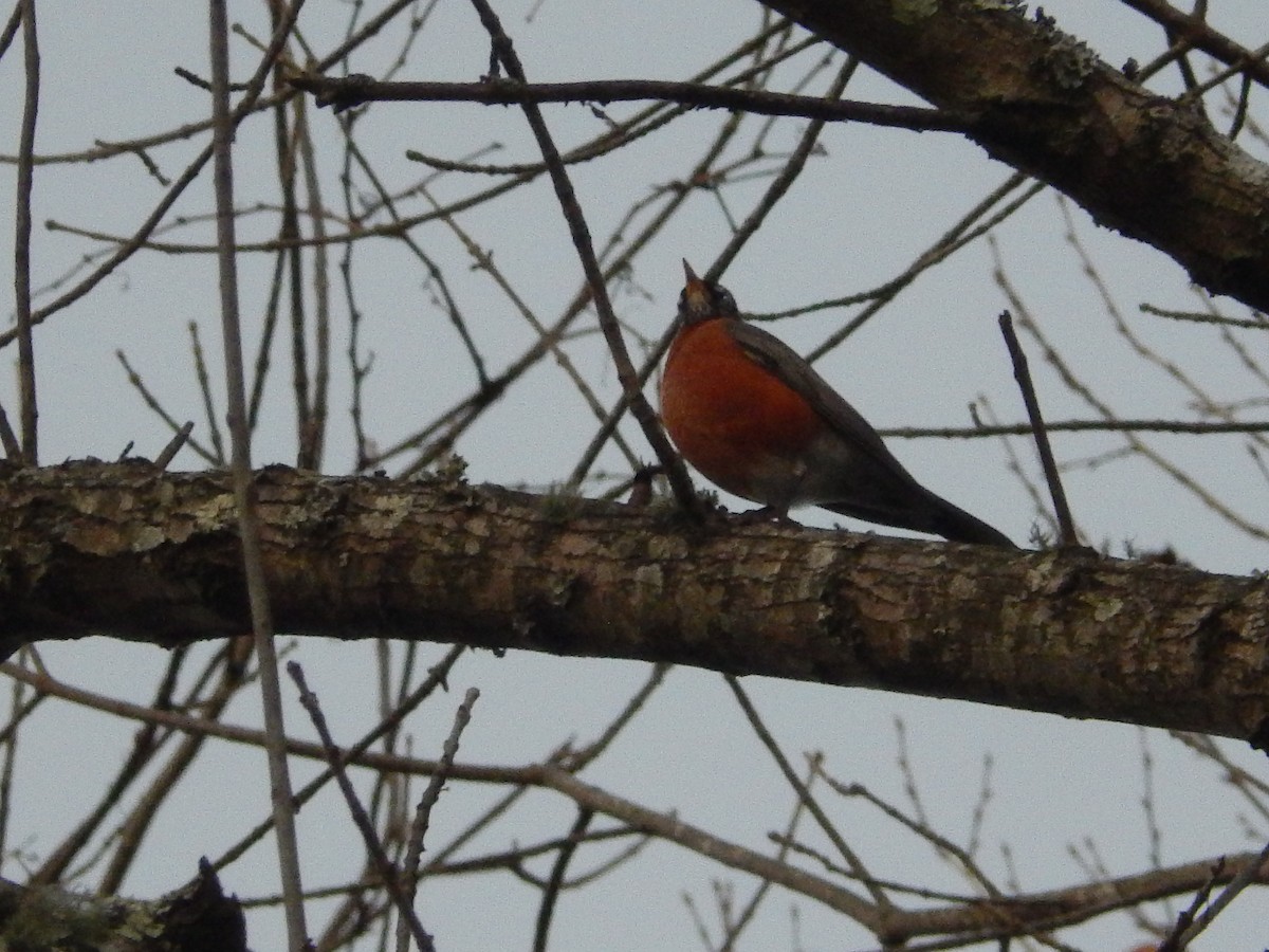 American Robin - ML75833591