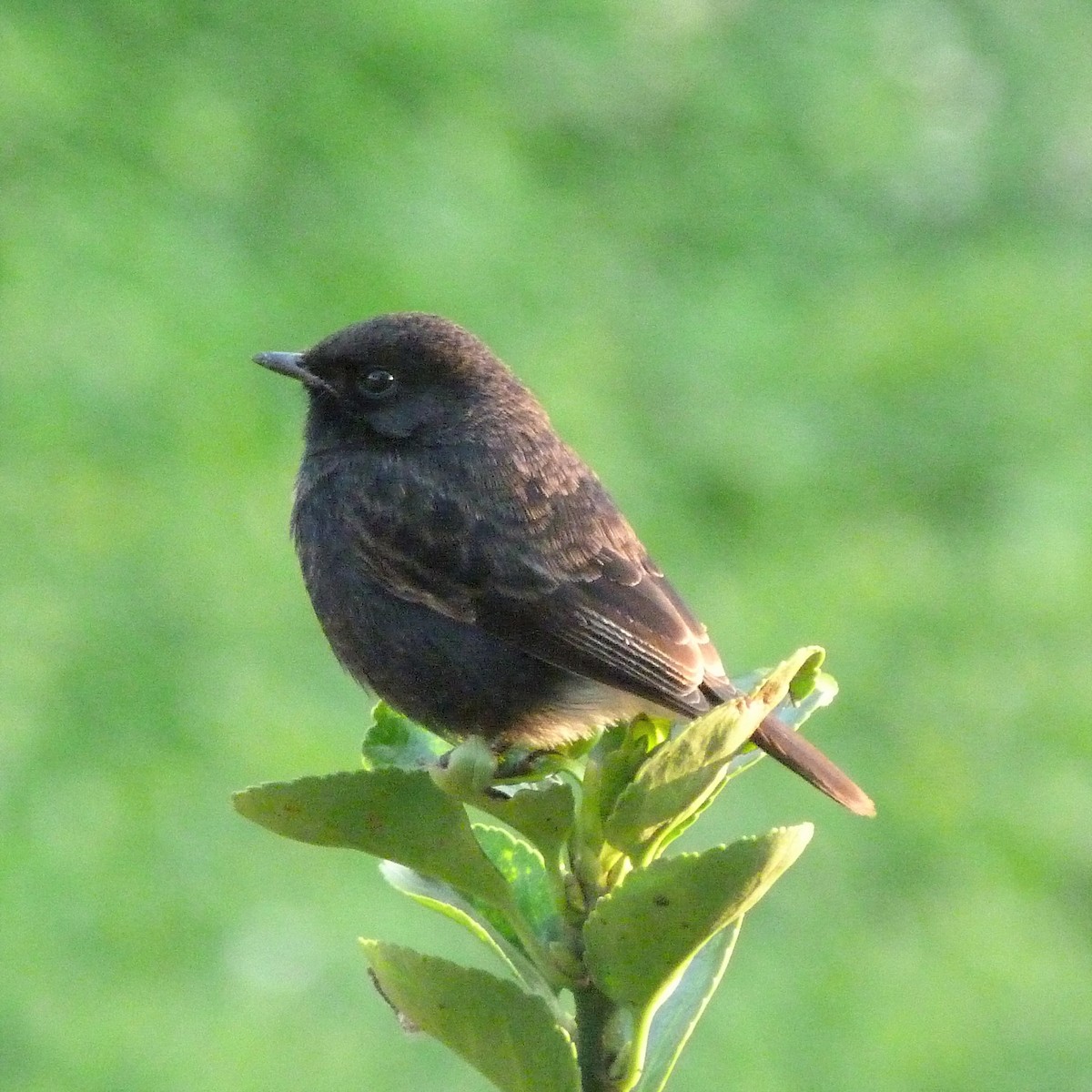 Pied Bushchat - ML75833851