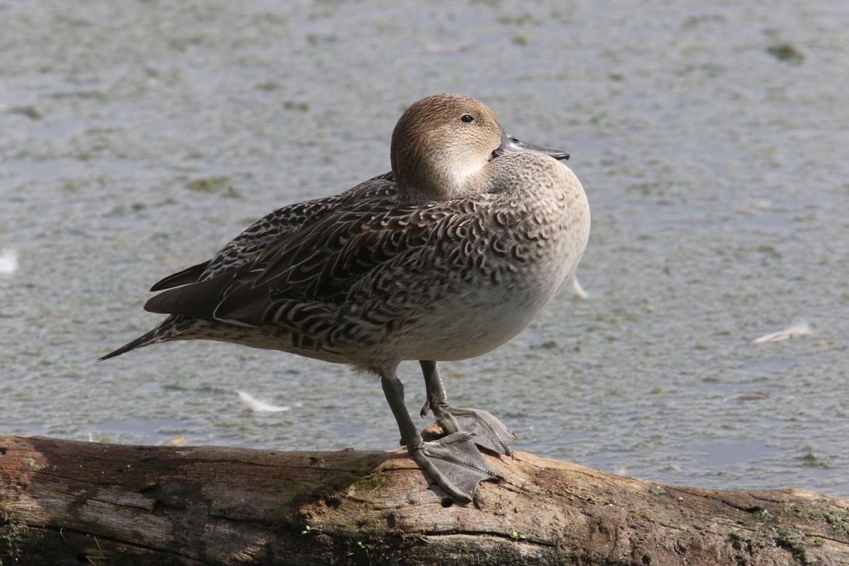 Northern Pintail - Noah Strycker