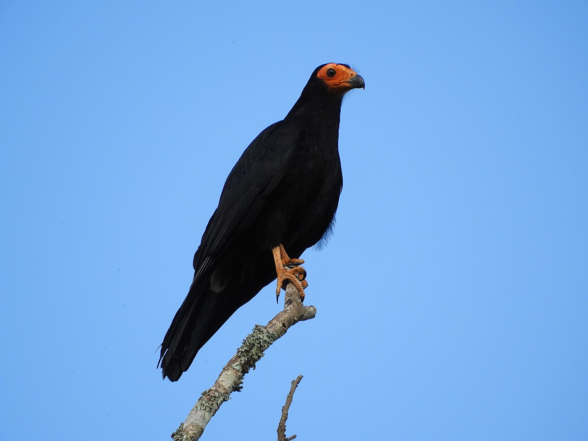 Black Caracara - Jorge Galván