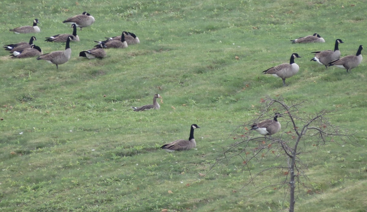 Greater White-fronted Goose - ML75837131