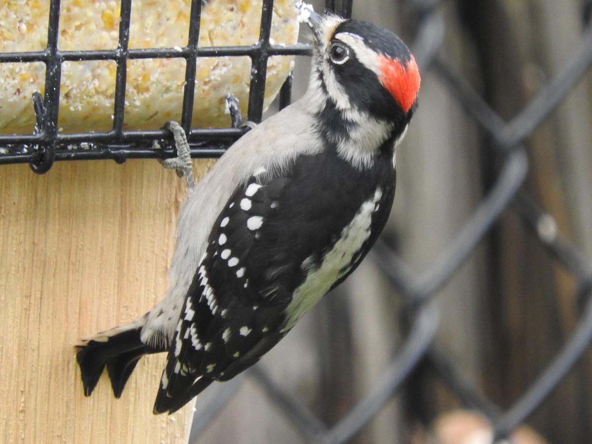 Downy Woodpecker - Anonymous