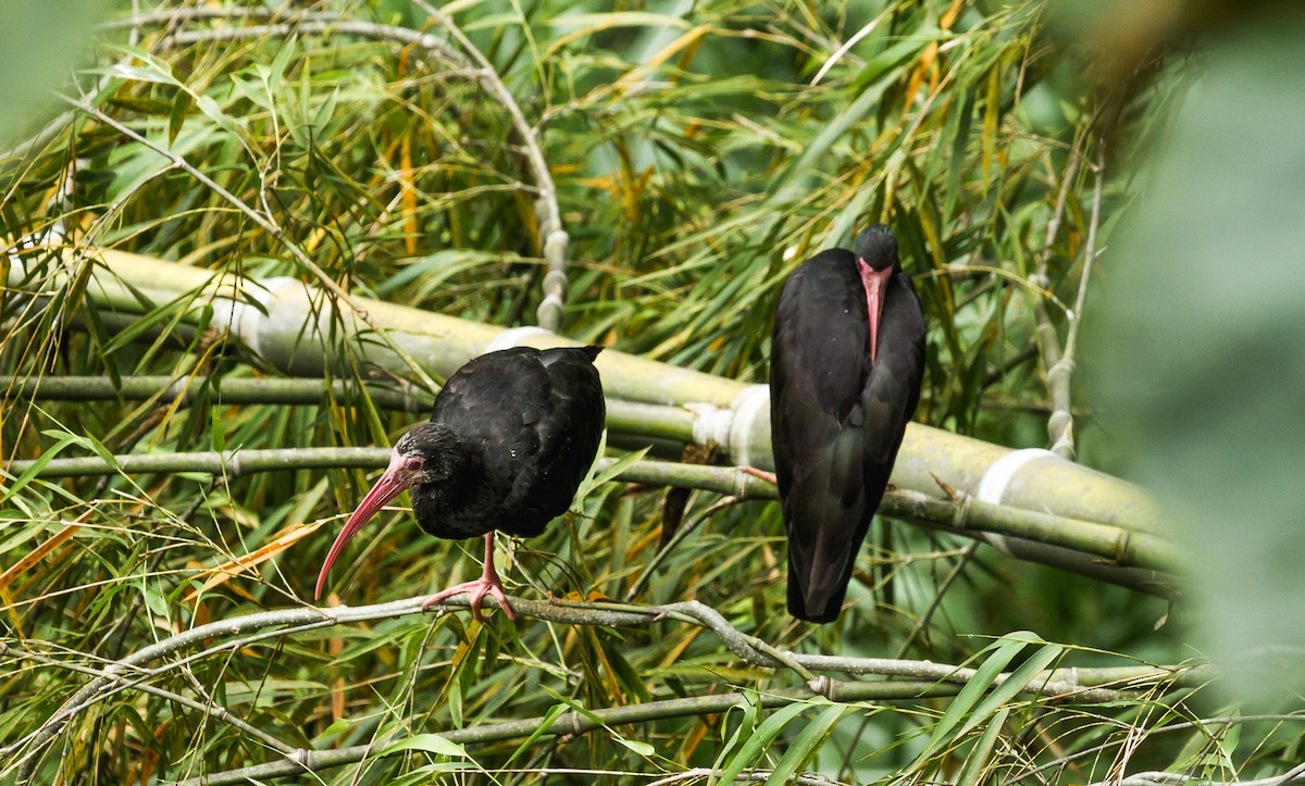 Bare-faced Ibis - ML75837631