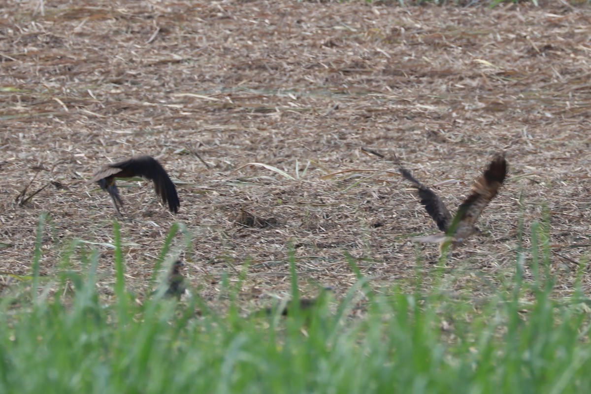 Black Kite - ML75837791