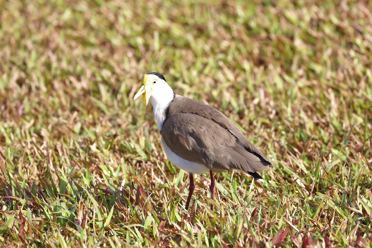 Masked Lapwing - ML75837831