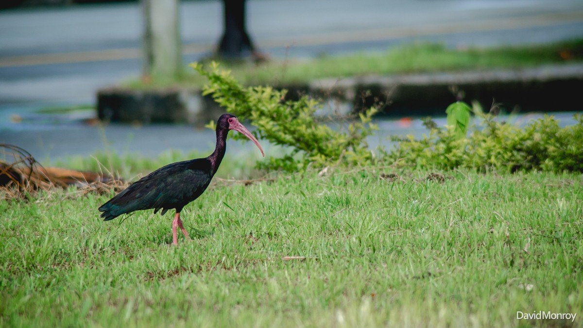 Bare-faced Ibis - ML75837881