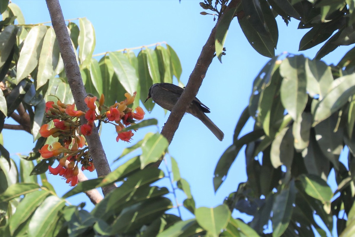 Brown Honeyeater - ML75838011