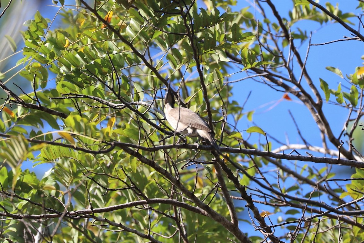 Helmeted Friarbird - ML75838221