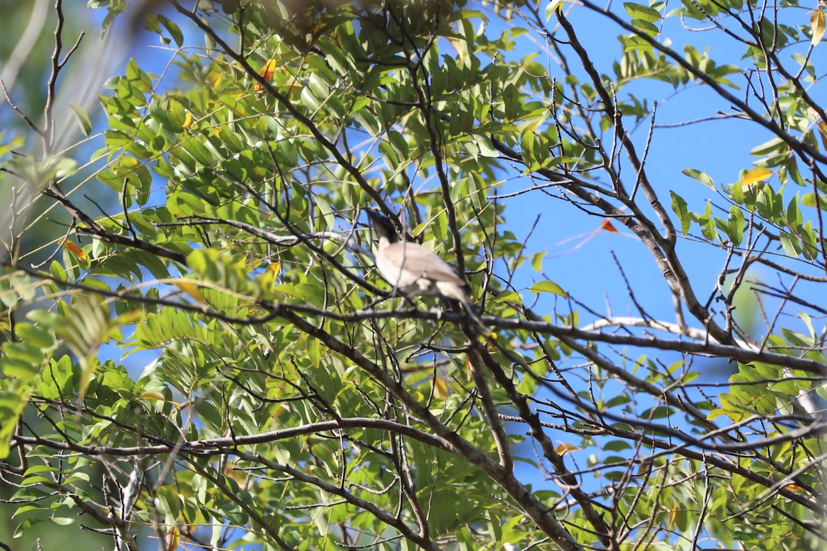 Helmeted Friarbird - ML75838231