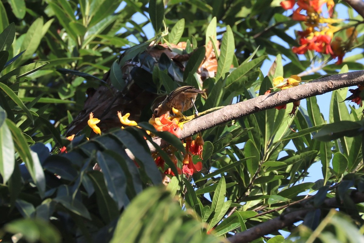 Macleay's Honeyeater - ML75838301